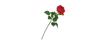 Anni Lyn Sportswear