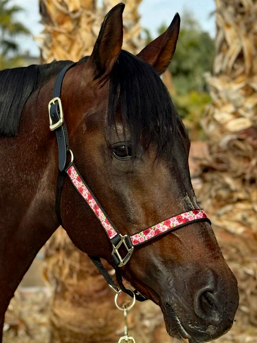 Anni Lyn Sportswear Premium Ribbon Halter